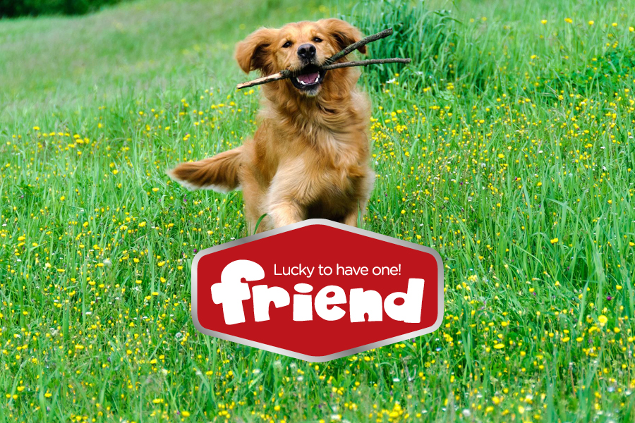 Pet food brand identity